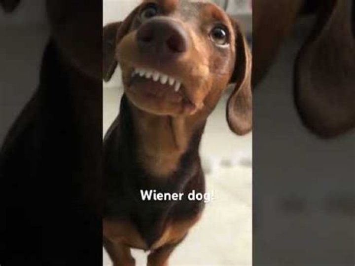 Wiener Dog Song! YouTube