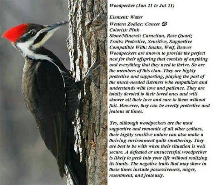 Woodpecker Animal Totem Symbolism & Meanings