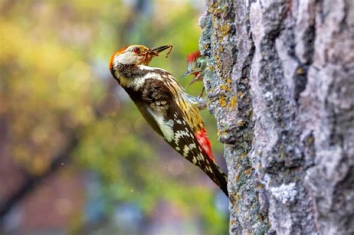 woodpecker
