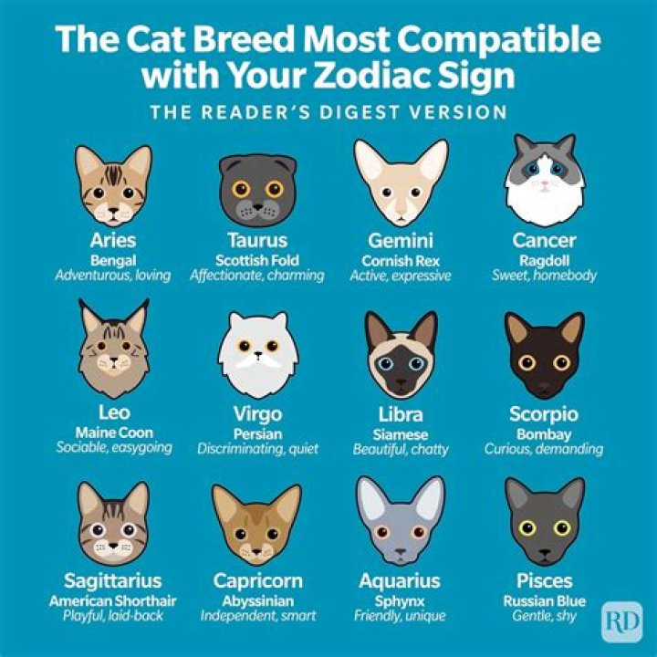 Zodiac Cats in 2020 Cancer zodiac facts, Zodiac signs cancer, Zodiac